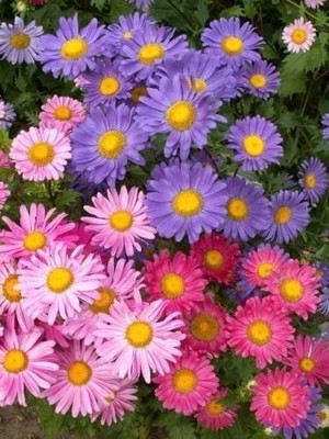 CYBEXIS Chinese Aster Seeds, Farm Mix Heirloom Flower Mixed Asters Seed(50 per packet)