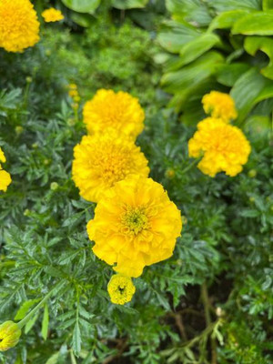 KANAYA marigold/gende ka phool flower seeds Seed(25 per packet)
