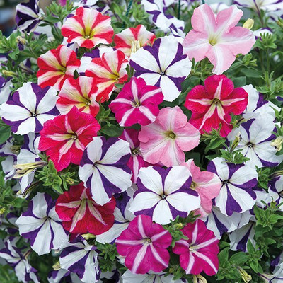 Arshiayat petunia flower seeds 51 Seed(51 per packet)