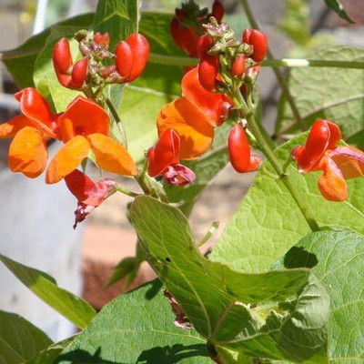 Biosnyg HFD-49 Scarlet Emperor Runner Bean (Phaseolus vulgaris)-[800 Seeds] Seed(800 per packet)