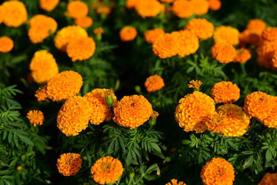 SOWCAN marigold/gende ka phool flower seeds Seed(50 per packet)