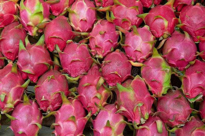 Oliver f1 QUALITY dragon fruit Seed(50 per packet)
