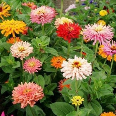 CYBEXIS PUAS-94 - Hybrid Giant Cactus Mix Zinnia Flower - (90 Seeds) Seed(90 per packet)