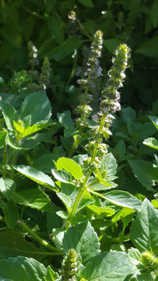 SUNWAN Holy Basil Rama Tulsi - Tulasi - (Ocimum tenuiflorum) Seed(50 per packet)