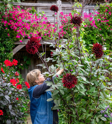 GREENSEA Dahlia Seeds for Home Garden – Vibrant Mix, Fast Germination Seed(24 per packet)