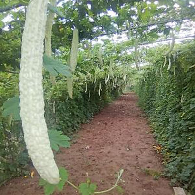 CYBEXIS High Germination White Bitter gourd Seeds400 Seeds Seed(400 per packet)