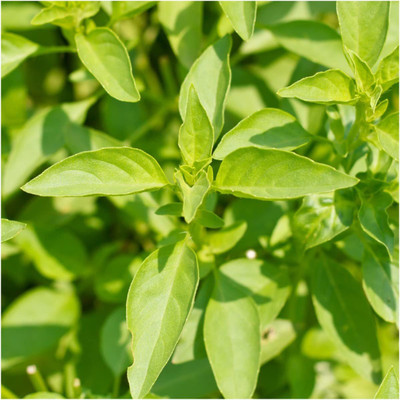 VibeX ® XXL-17 Lemon Basil (Ocimum basillicum citriodorum) Seed(1000 per packet)