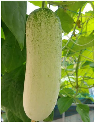 VibeX ® VMR-708 Desi Cucumber (Large Variety) Seed(200 per packet)