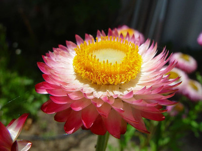 CYBEXIS Rose Paper Daisy Seeds (ACROCLINIUM Seeds/Helipterum Roseum) Seed(50 per packet)