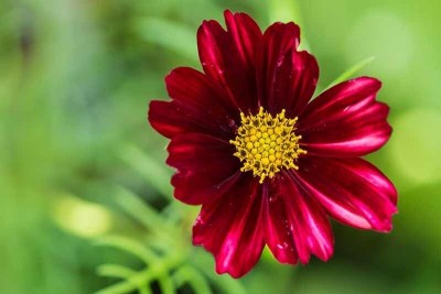 Quentova Cosmos Velouette-7A-VS Seed(75 per packet)