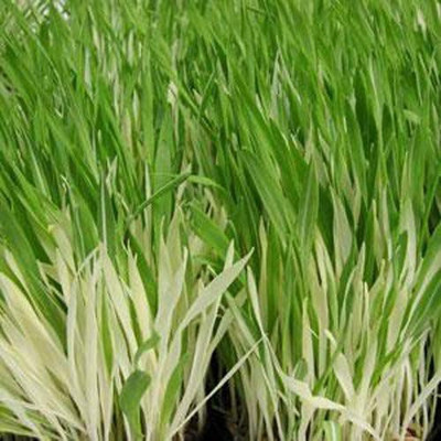 VibeX VVI-38 - Cat Grass(Sweet Oats for Cats) - (4500 Seeds) Seed(4500 per packet)