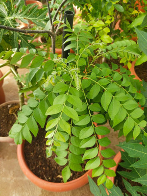 LPR KADIPATTA Seed(25 per packet)
