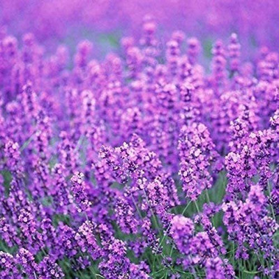 WILLVINE XLR-356 Provence Lavender Flower Seeds Seed(500 per packet)