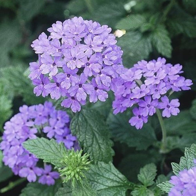 BDSresolve Tall verbena seeds PACK OF 37 Seed(37 per packet)