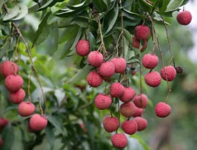 Aywal Lychee Fruit Hybrid Seed(16 per packet)