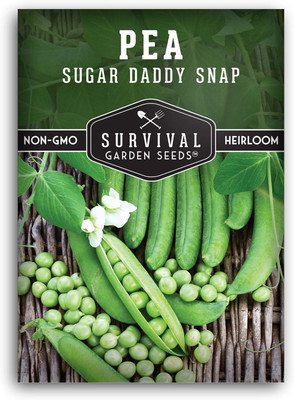 Qualtivate HYB-1A Sugar Daddy Snap Pea Seeds Seed(200 per packet)