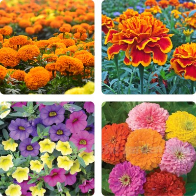 NeLeSa Gardening African Marigold Seeds, French Marigold Seeds, Petunia Seeds, Zinnia, Combo Seed(50 per packet)