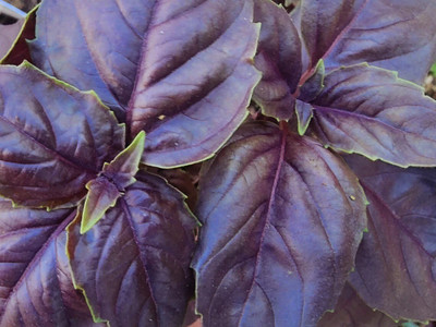 Quentova Dark Opal Purple Sweet Basil Herb-RAJ Seed(300 per packet)