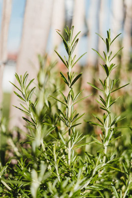 VibeX Rosemary Seed(250 per packet)