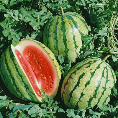 Qualtivate GBPT-2A Dixie Queen Watermelon Seeds Seed(100 per packet)