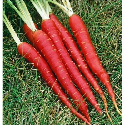 CYBEXIS Majestic Red Imported Carrot Variety1000 Seeds Seed(1000 per packet)