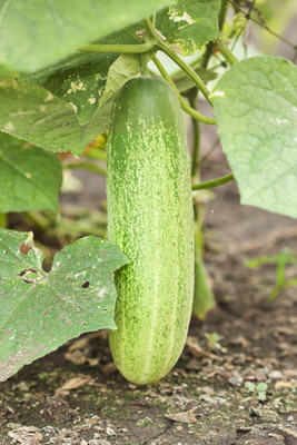 abiswas Cucumber F1 Vegetable Seed(50 per packet)