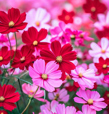 SINGHINDUSTRIE Cosmos Sensation Mix Flower Seeds Multi-Coloured Blooms | Annual Flower Seeds Seed(30 per packet)