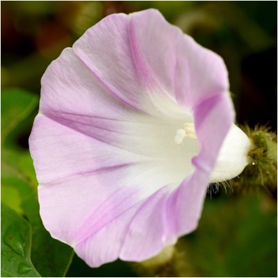 Biosnyg NDIR-14 Tall Mix Morning Glory (Ipomoea purpurea)-[50 Seeds] Seed(50 per packet)