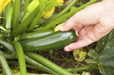 Qualtivate GBPT-5A Hybrid Zucchini Seeds Seed(30 per packet)