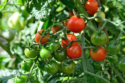 East West Seeds tomato Seed(105 per packet)