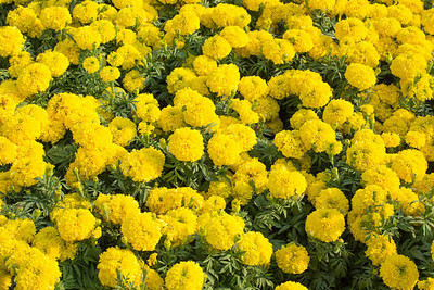 VenHub marigold/gende ka phool flower seeds Seed(50 per packet)