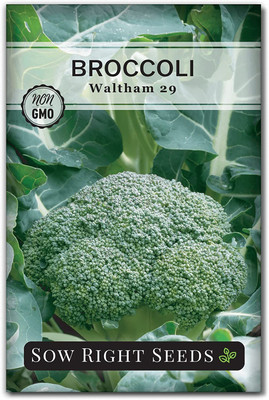 WILLVINE LX-287 Broccoli Waltham 29 Seeds Seed(200 per packet)