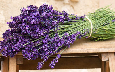 CYBEXIS HUA-82 - English Lavender Lavandula - (2250 Seeds) Seed(2250 per packet)
