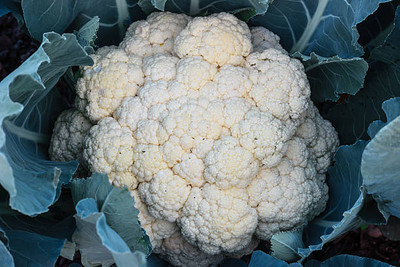 Triphal white cauliflower,gobhee seeds Seed(40 per packet)