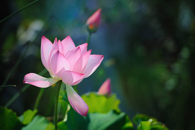 ANDARISTORE lotus,kamal gatta Seed(10 per packet)