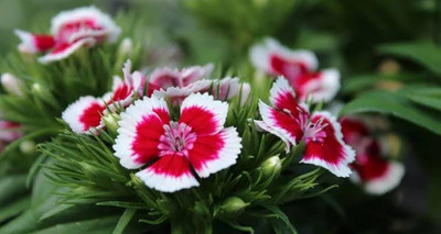 LIFELEX Sweet William Mix Colour Seed(20 per packet)