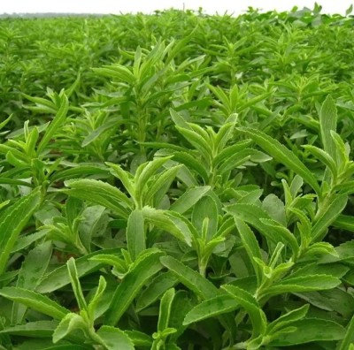 KNESSiN Stevia for Cultivation-{2000 Seeds} Seed(800 per packet)