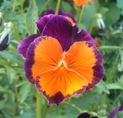 CYBEXIS Pansy Sorbet Orange Duet Seeds - Viola x wittrockiana Seed(1 g)