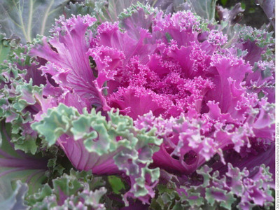 WILLVINE KGF -XII Flowering Kale Mix (Ornamental Cabbage) [50g] Seed(15000 per packet)