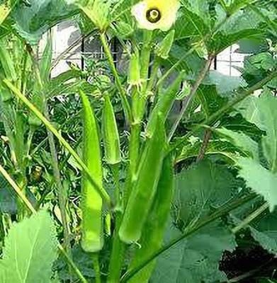 wequality Hybrid lady finger/okra/bhindi seeds for home gardening plant Seed(160 per packet)