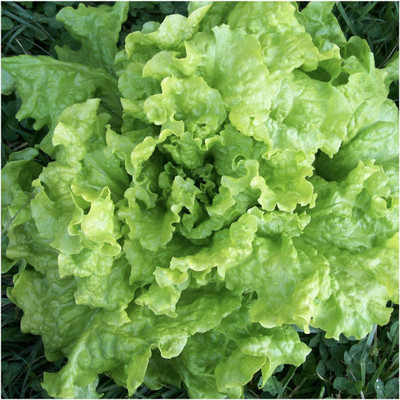 CYBEXIS VVI-72 - High Germination Lettuce - (1350 Seeds) Seed(1350 per packet)