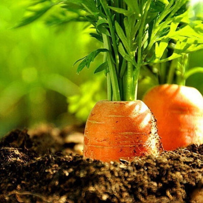 CYBEXIS Carrot Seeds Grown Throughout The Year1000 Seeds Seed(1000 per packet)