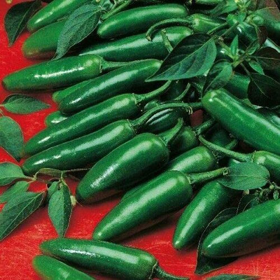 CYBEXIS High Yield Pepper Chilli - Serrano Seeds1200 Seeds Seed(1200 per packet)