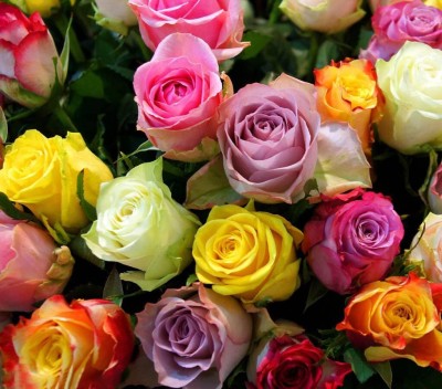 Qualtivate HYB-7A Mixed Multicolored Rose Flower Seeds Seed(25 per packet)