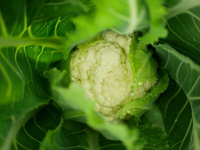 Treepoint white cauliflower,gobhee seeds Seed(13 per packet)