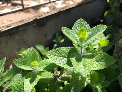 Qualtivate PUAS-3A Apple Mint Mentha suaveolens Seed(200 per packet)