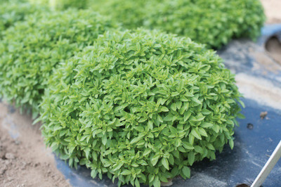 WILLVINE HUA-6 Spicy Bush Basil Seed(2000 per packet)
