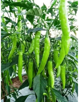 Farmonix Green long Variety Green Chilli Seed(300 per packet)