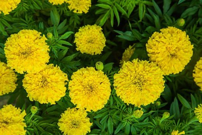 SHUBH SIDDHI marigold,gende ka phool seeds Seed(21 per packet)