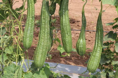Arshiayat Ridge Gourd Seeds-Variety Jaipur Long Hybrid Seed(15 per packet)